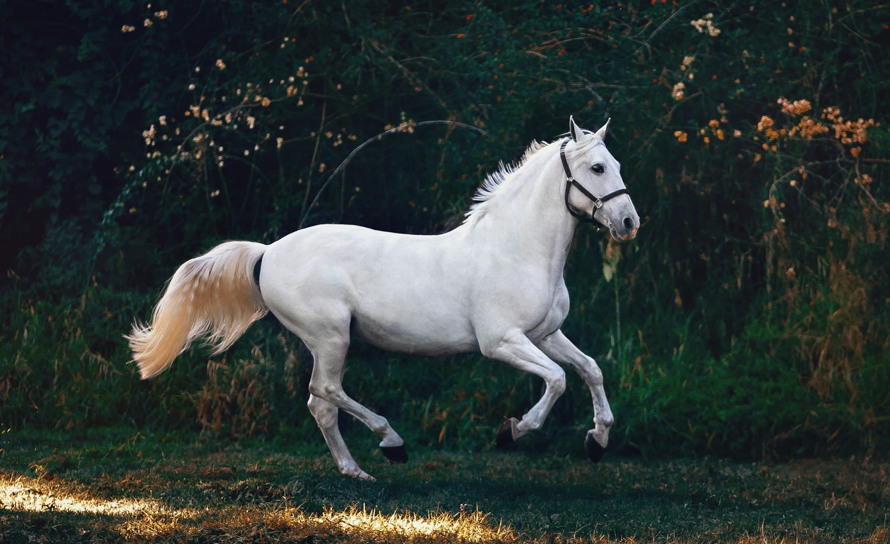 Andalusian — banner