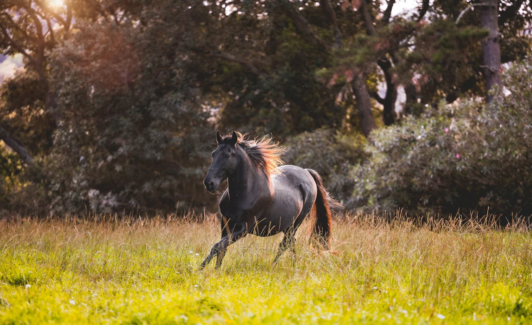 Andalusian — Andalusian at liberty