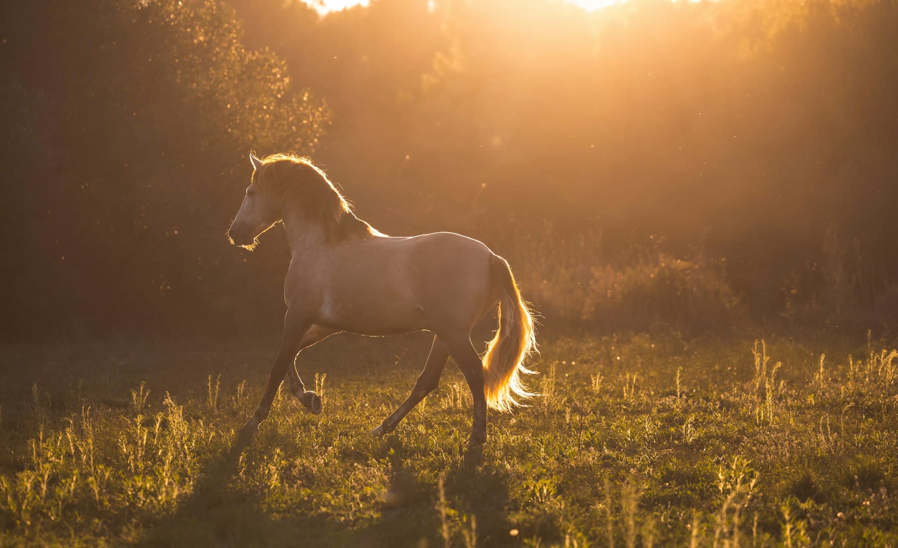 Andalusian — Andalusian horse closeup
