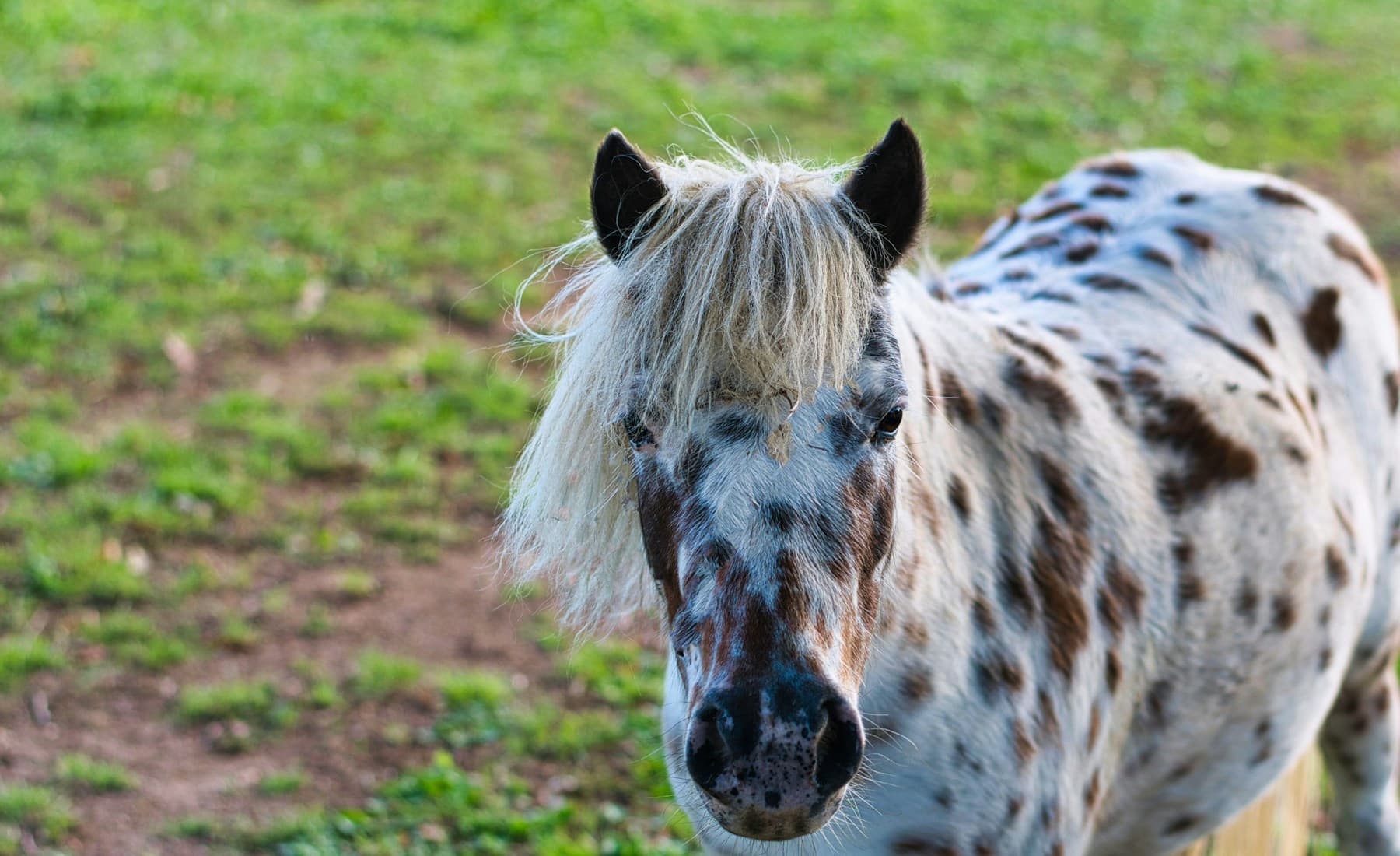 Appaloosa — banner
