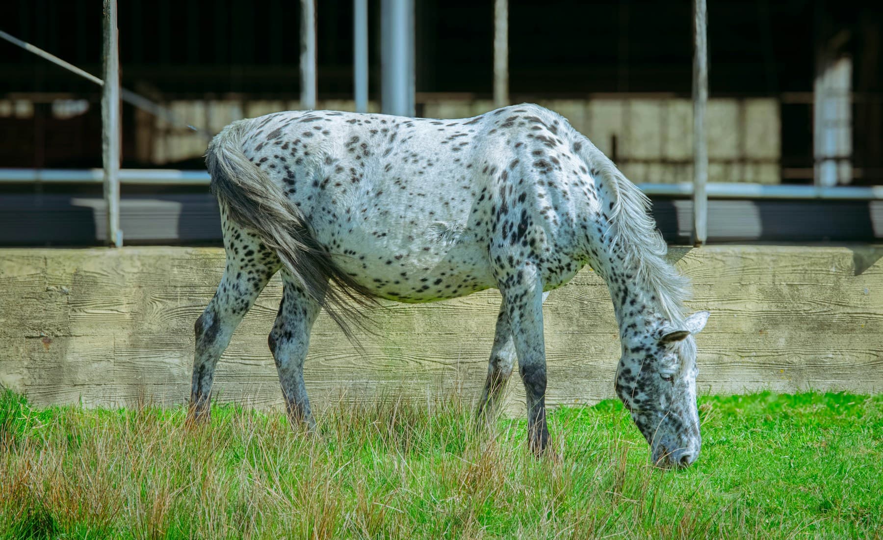 Appaloosa — Appaloosa spotted coat
