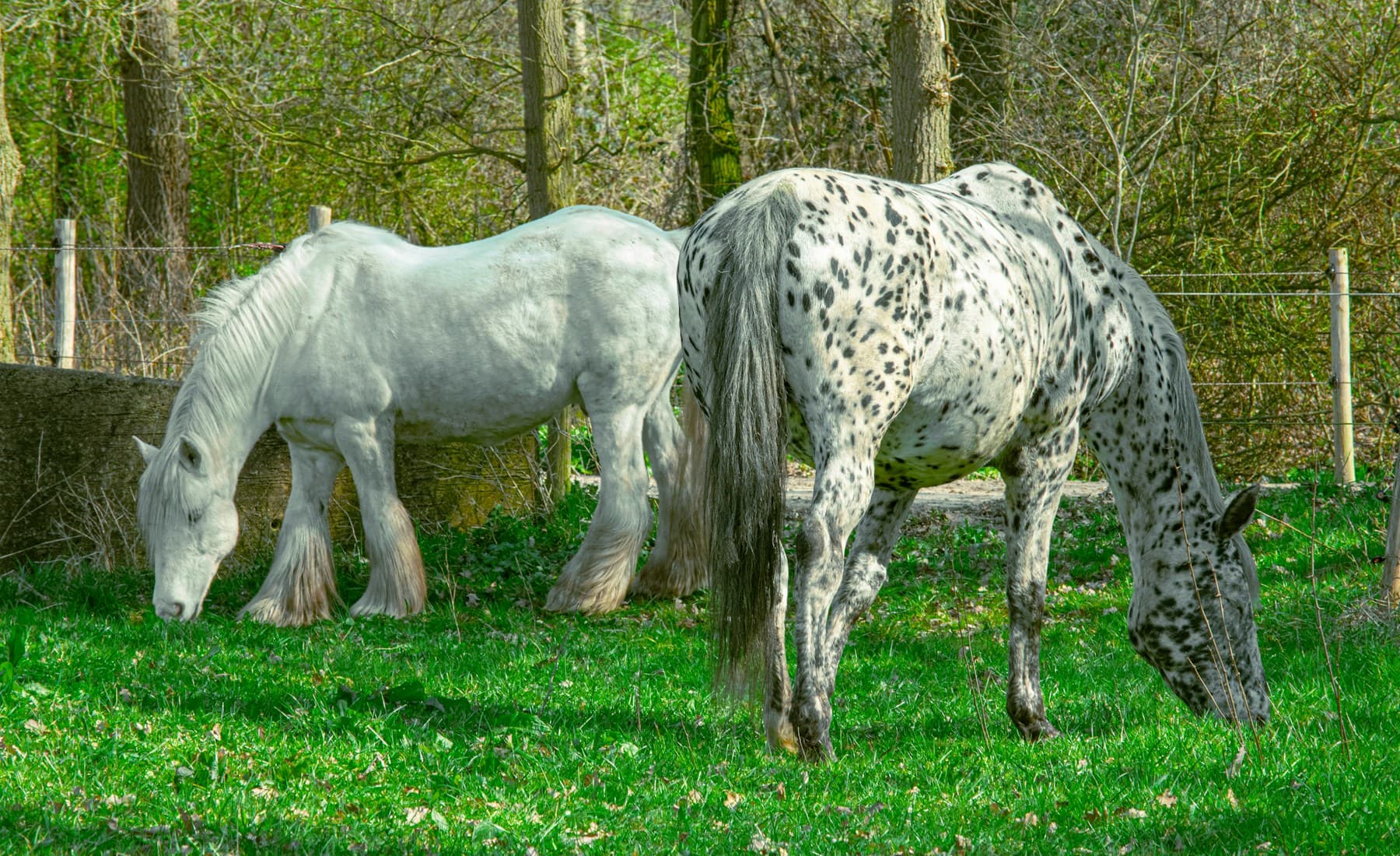Appaloosa — Appaloosa western riding