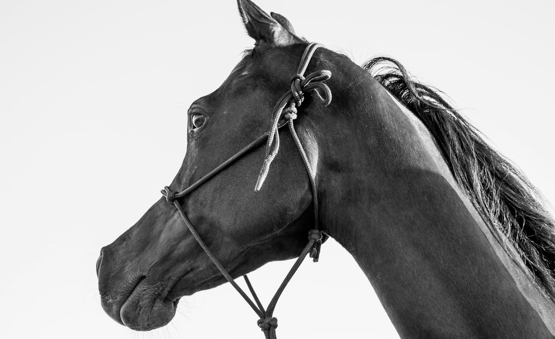 Arabian — banner