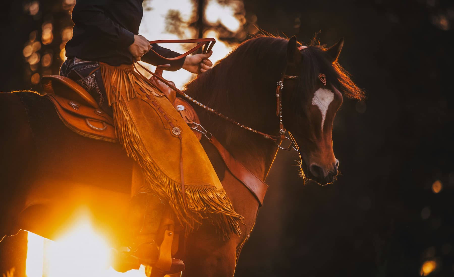 Arabian — Arabian in motion
