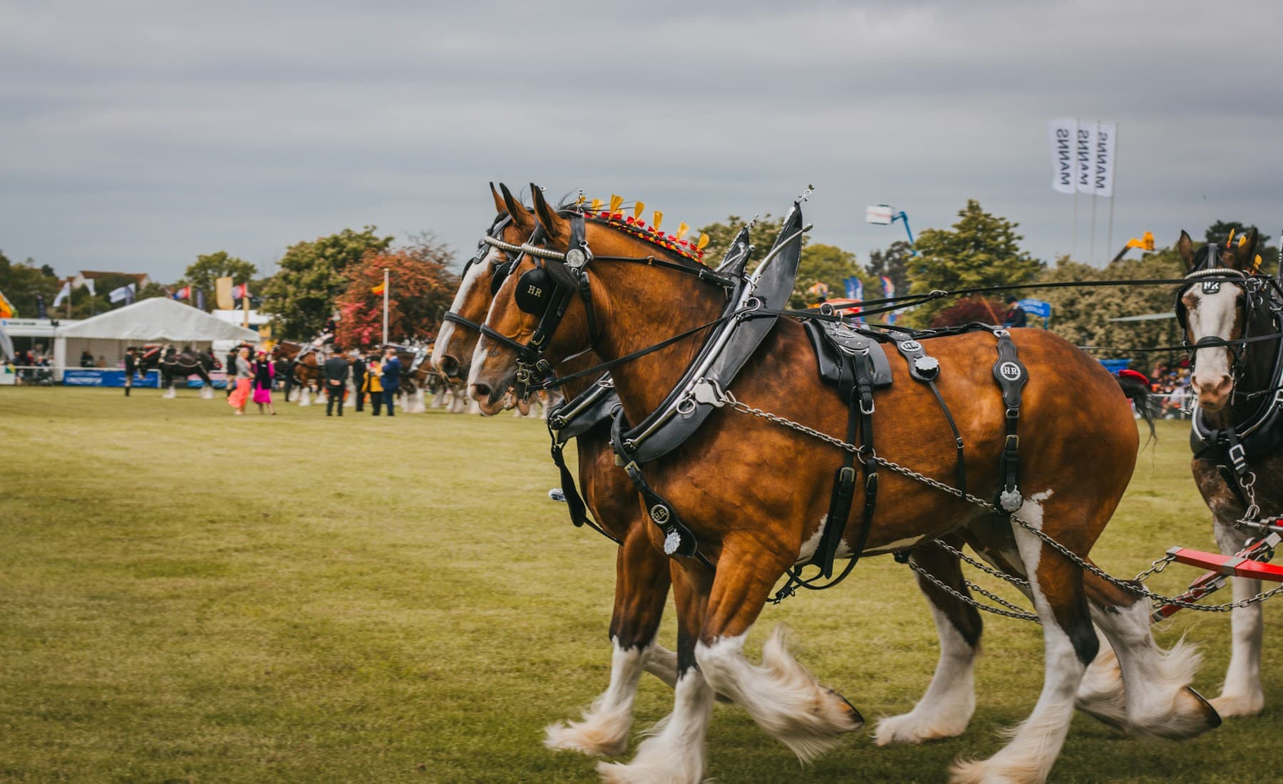 Clydesdale — Clydesdale in harness