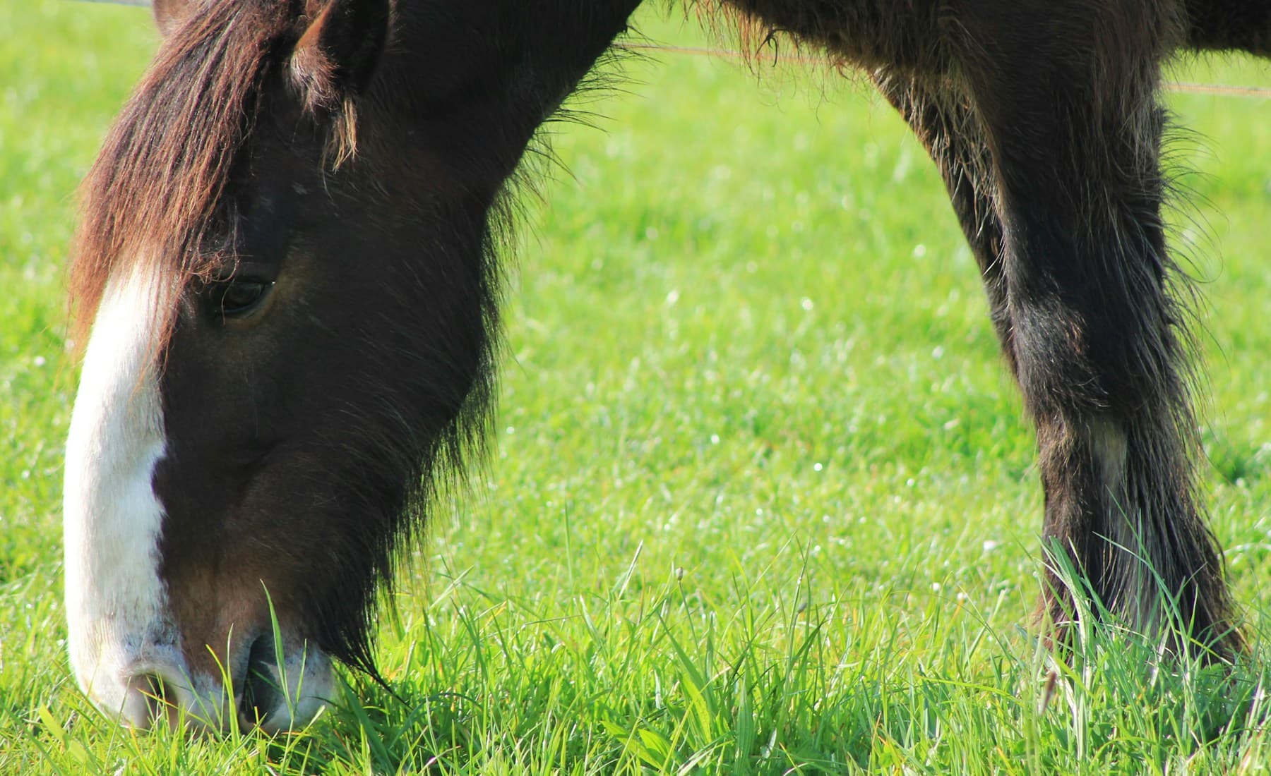 Clydesdale — Clydesdale feathered hooves