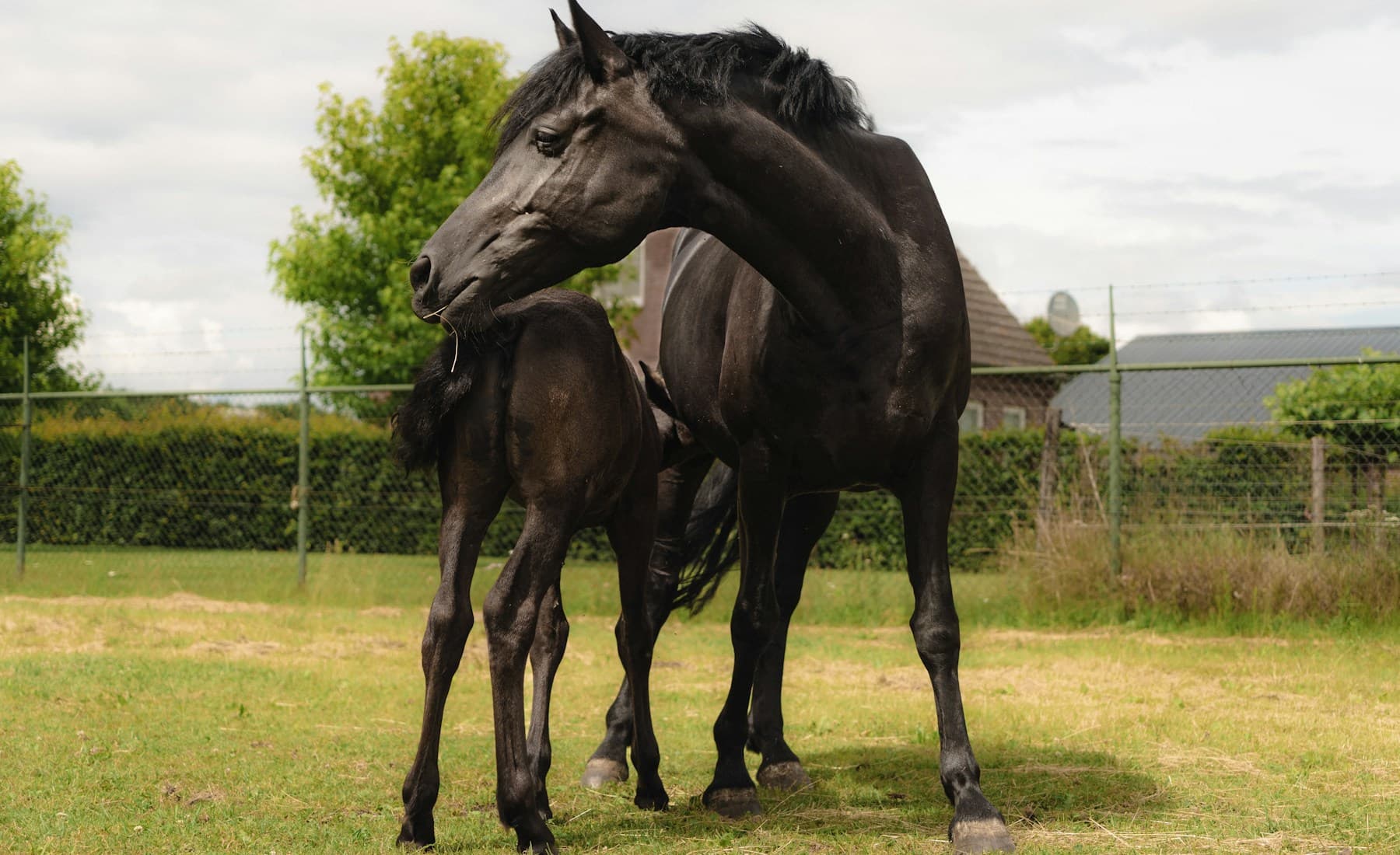Friesian — banner