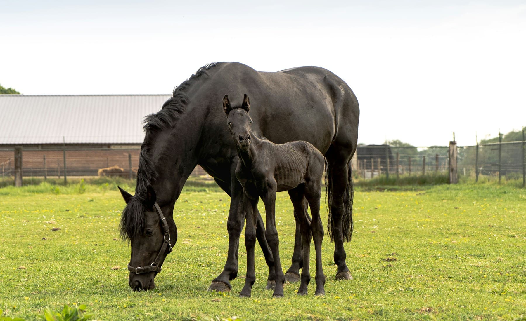 Friesian — Friesian in dressage