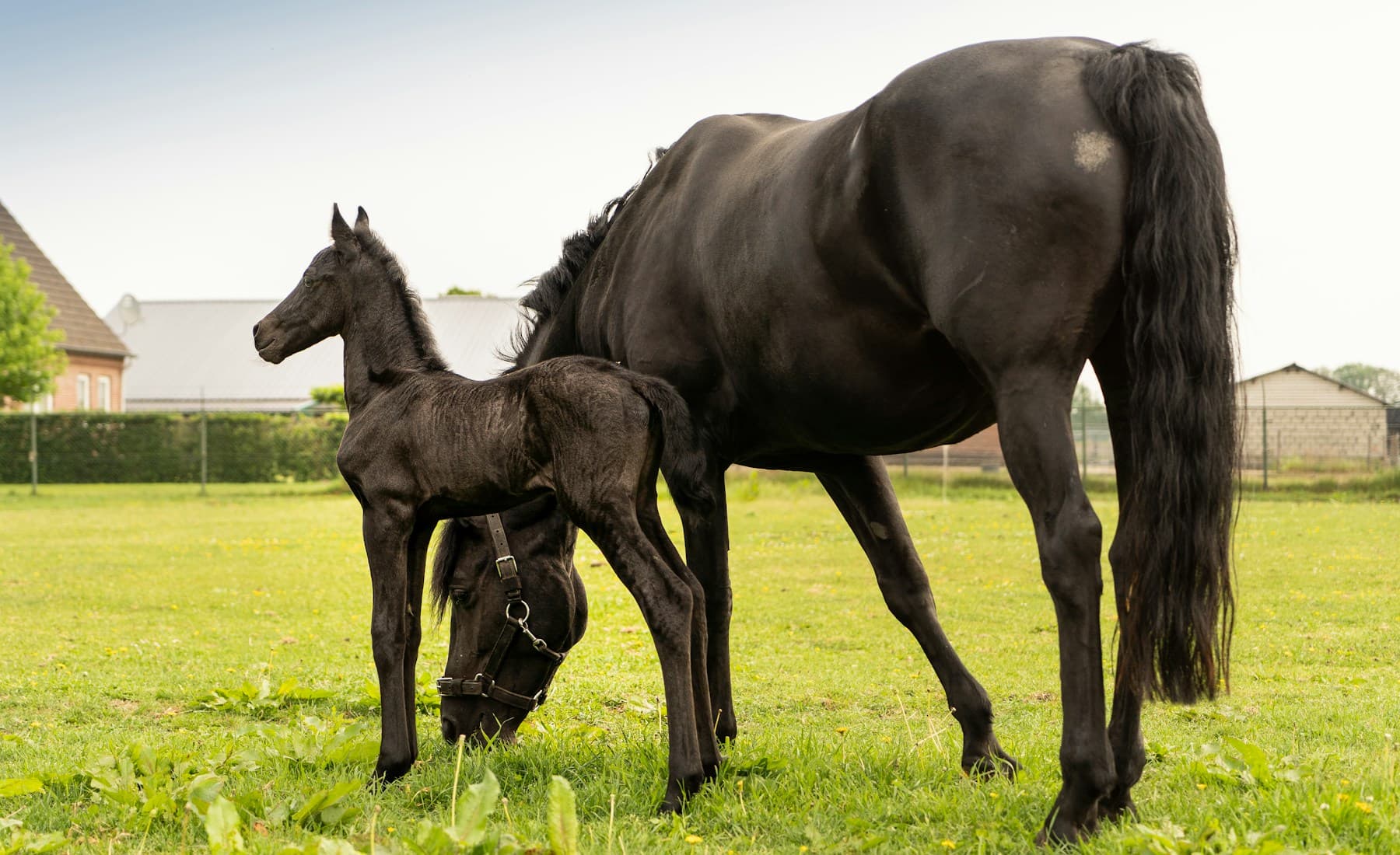 Friesian — Friesian mane detail