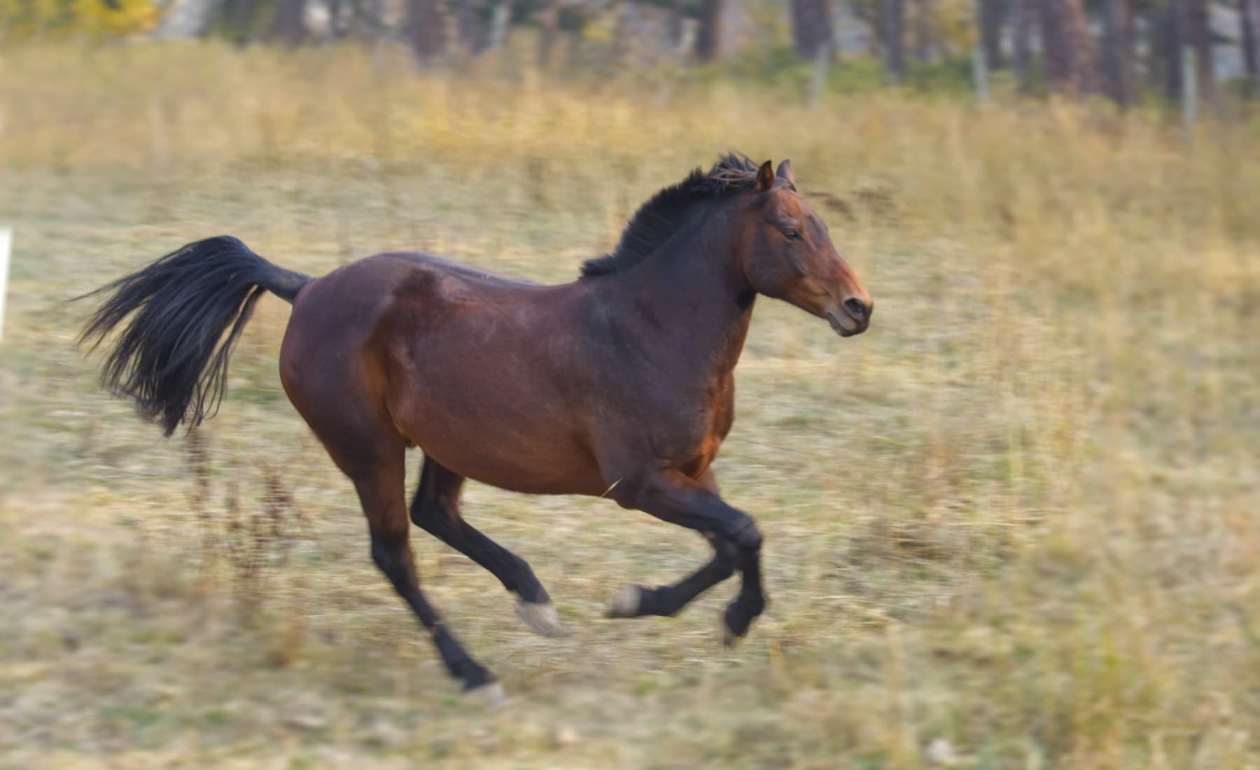 Morgan — Morgan horse on trail