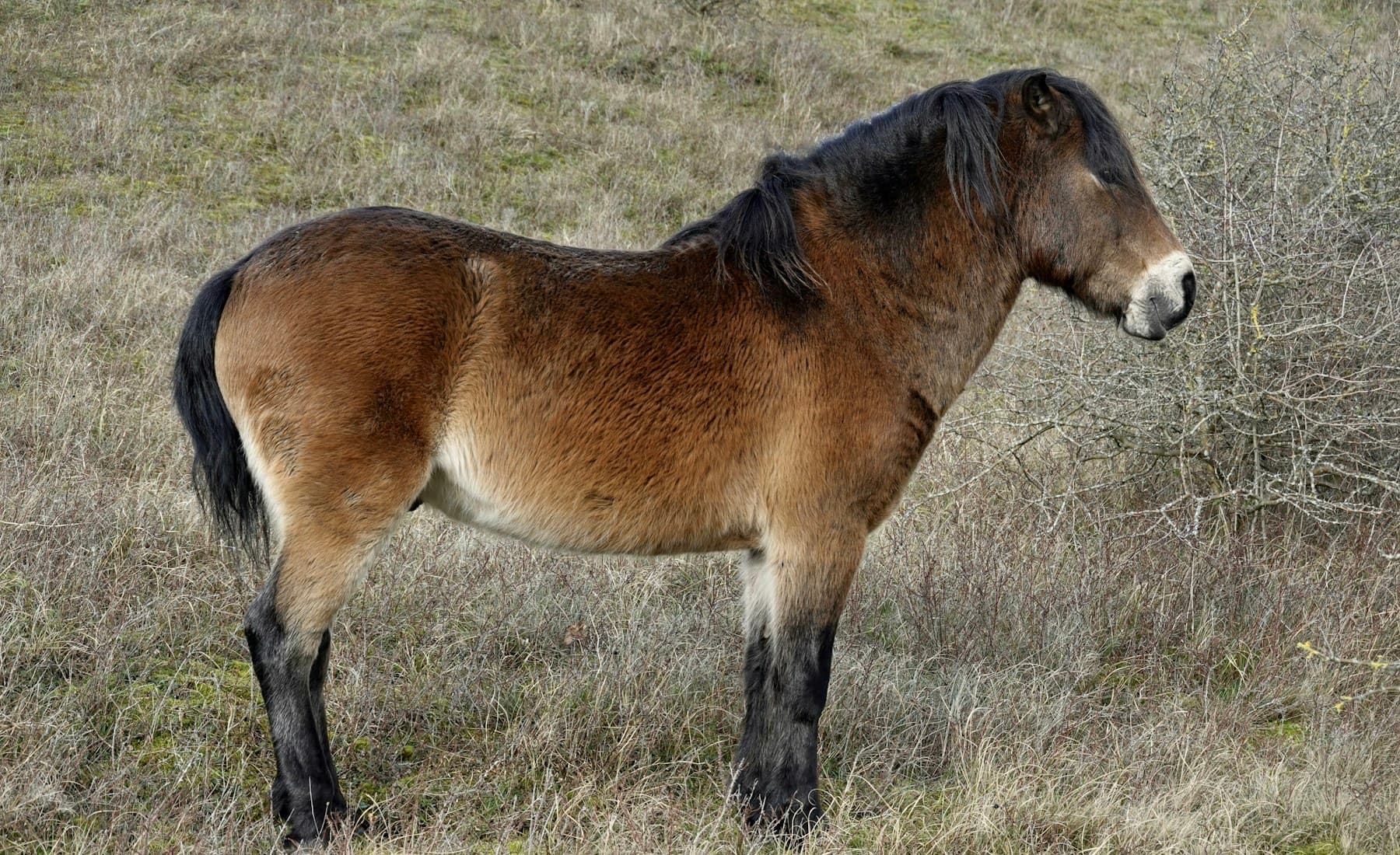 Mustang — banner
