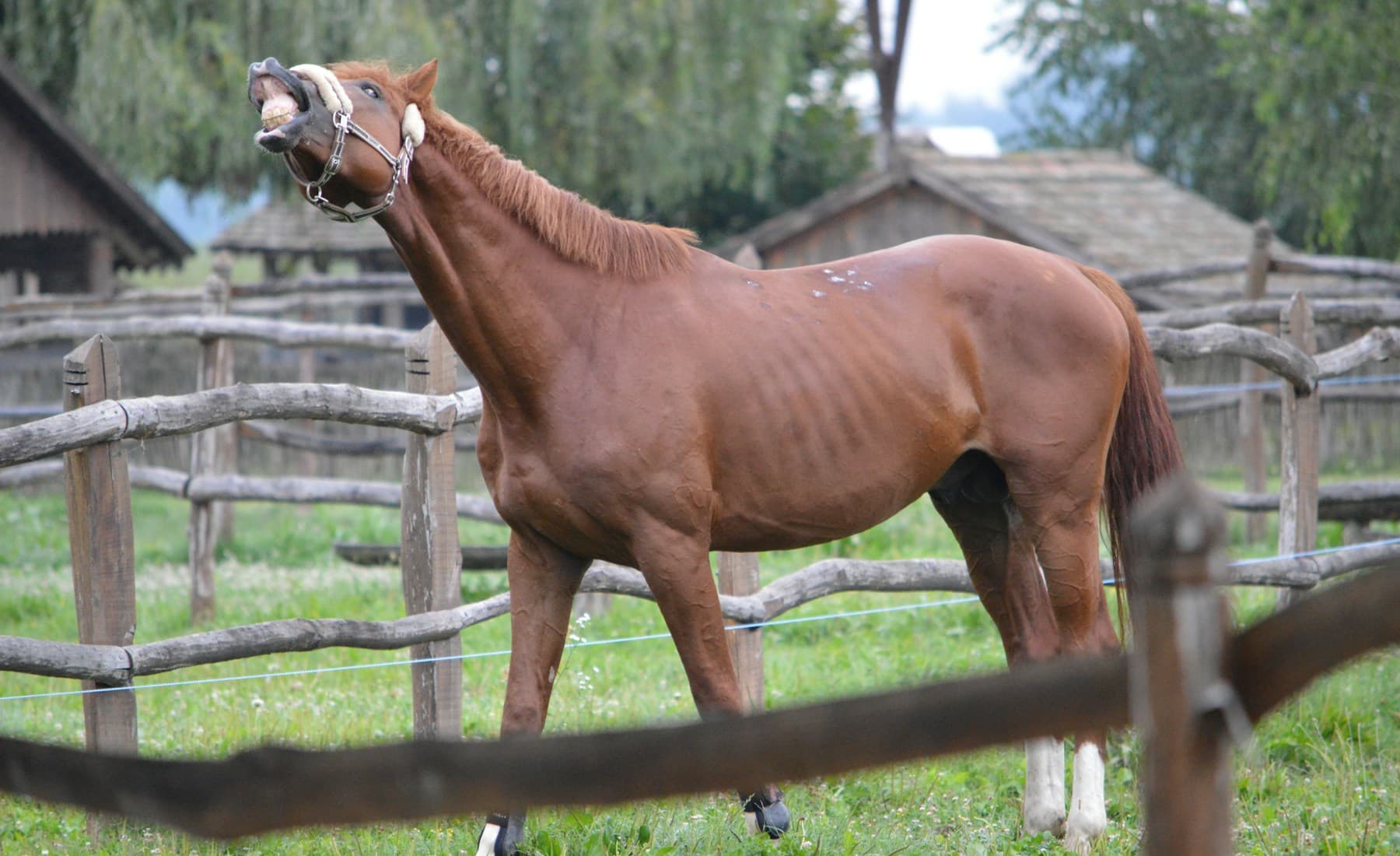 Mustang — Mustang herd running free