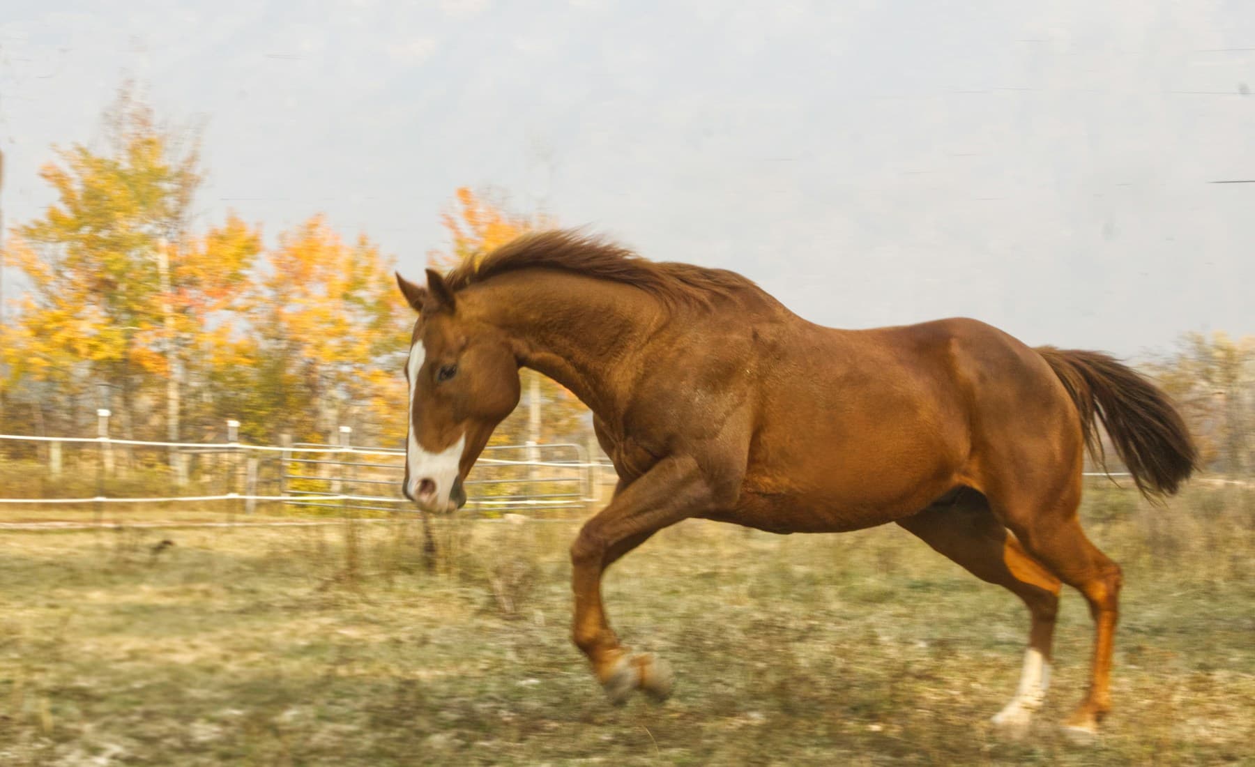 Quarter Horse — banner