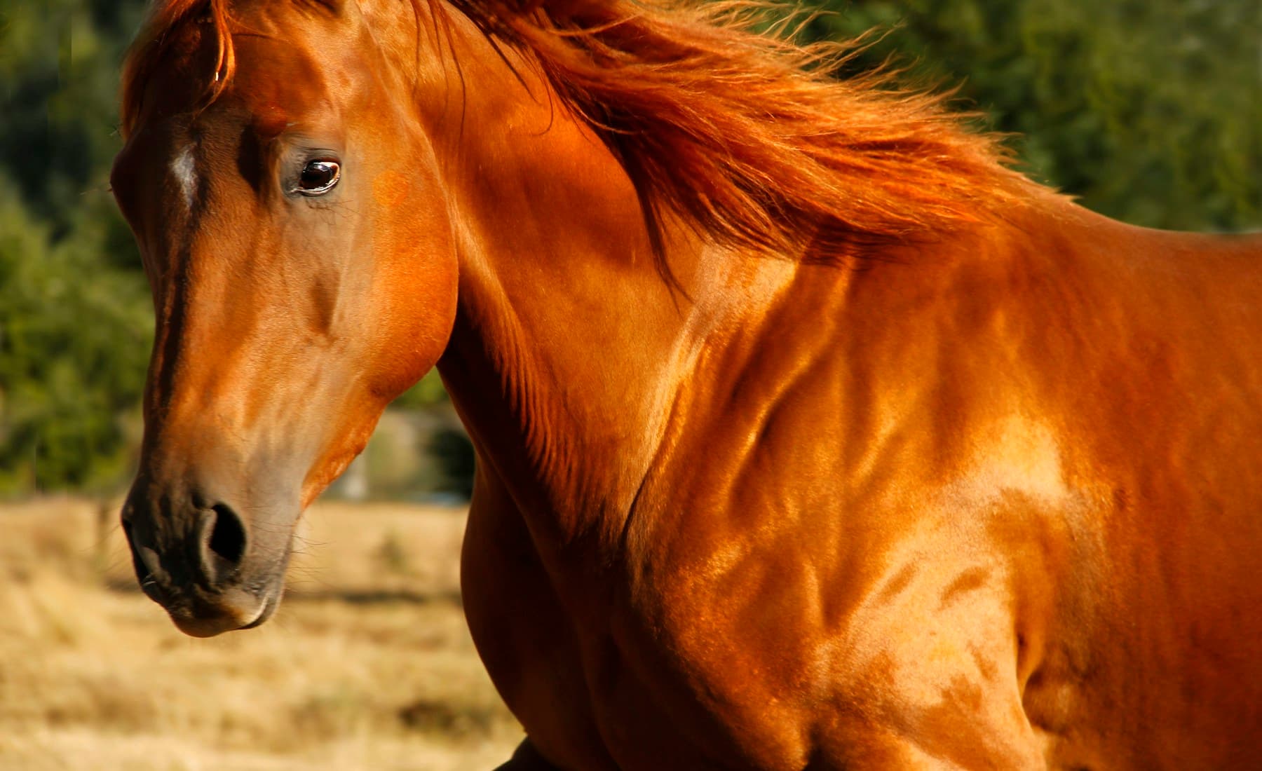 Quarter Horse — Quarter Horse on the ranch