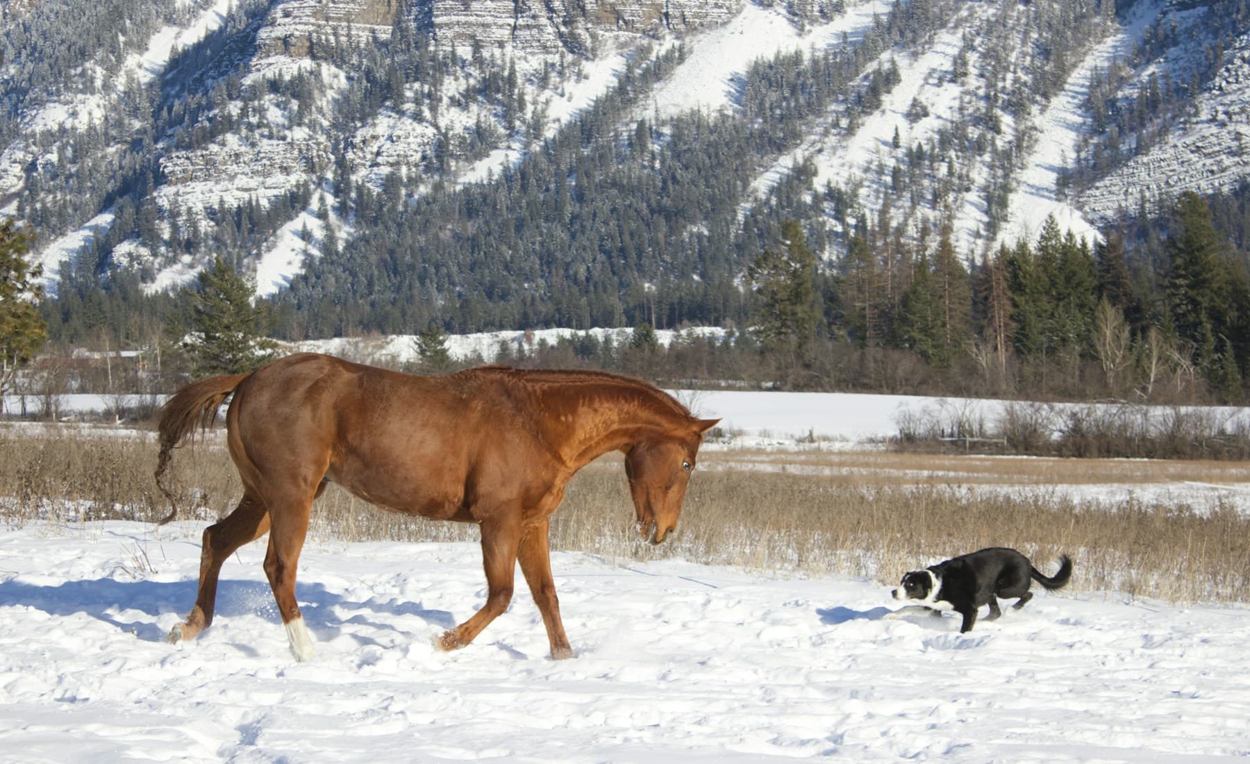Quarter Horse — Quarter Horse profile