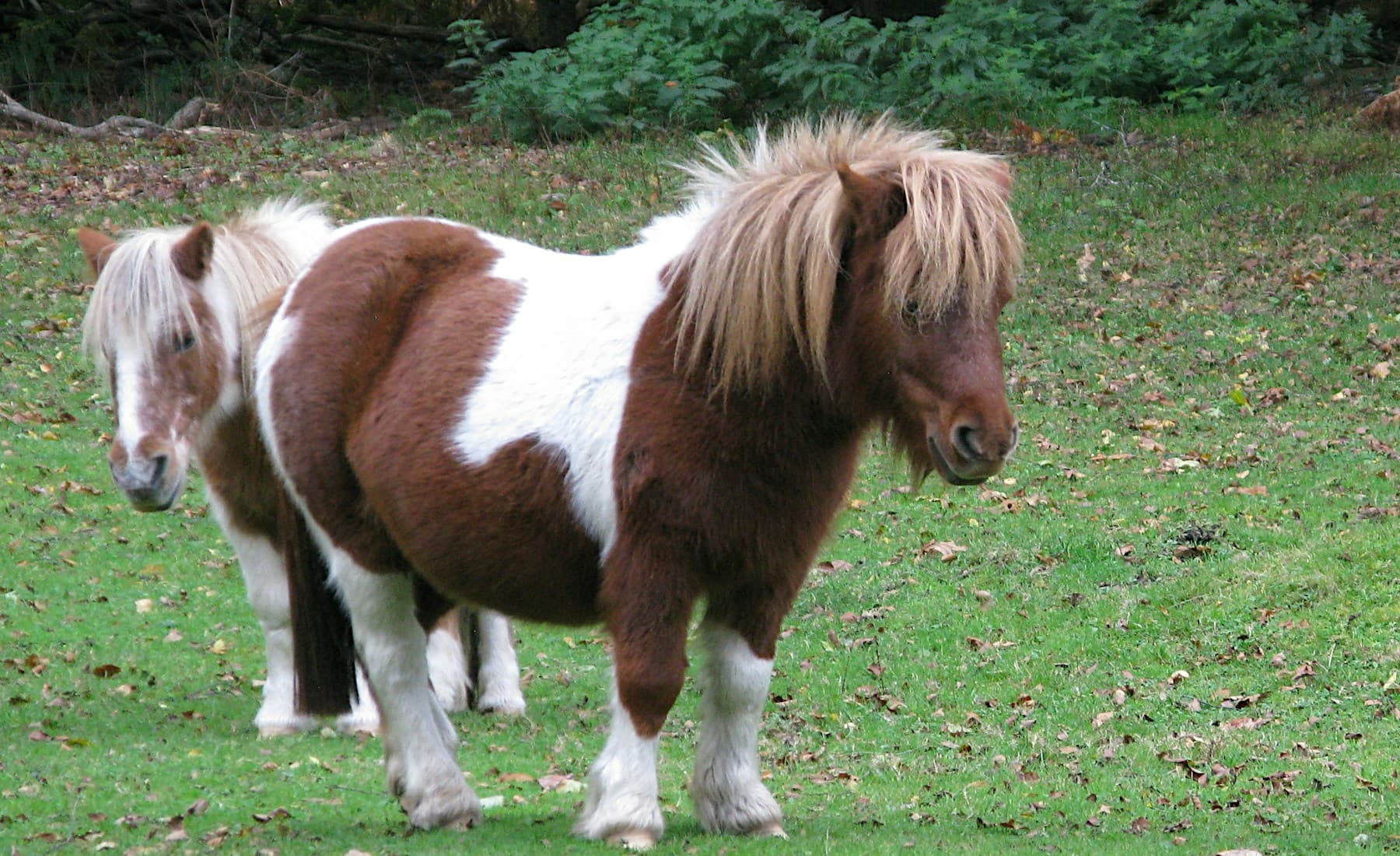 Shetland Pony — banner