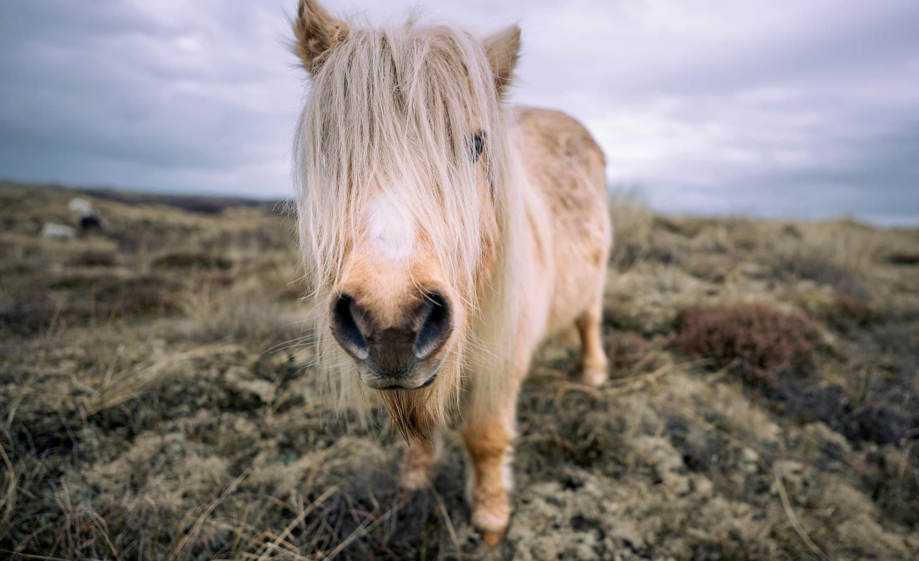 Shetland Pony — Shetland pony closeup