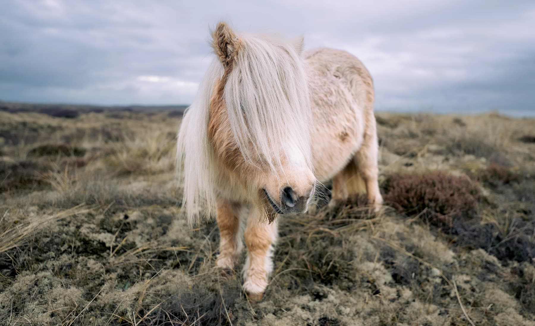 Shetland Pony — Shetland pony in the field