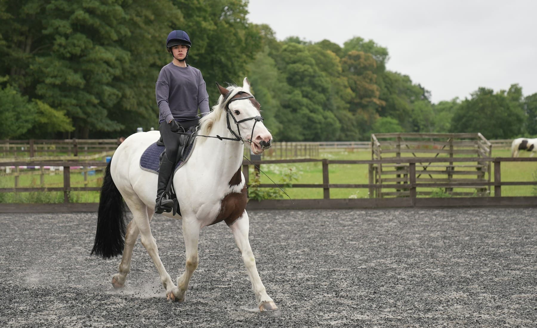 Thoroughbred — banner