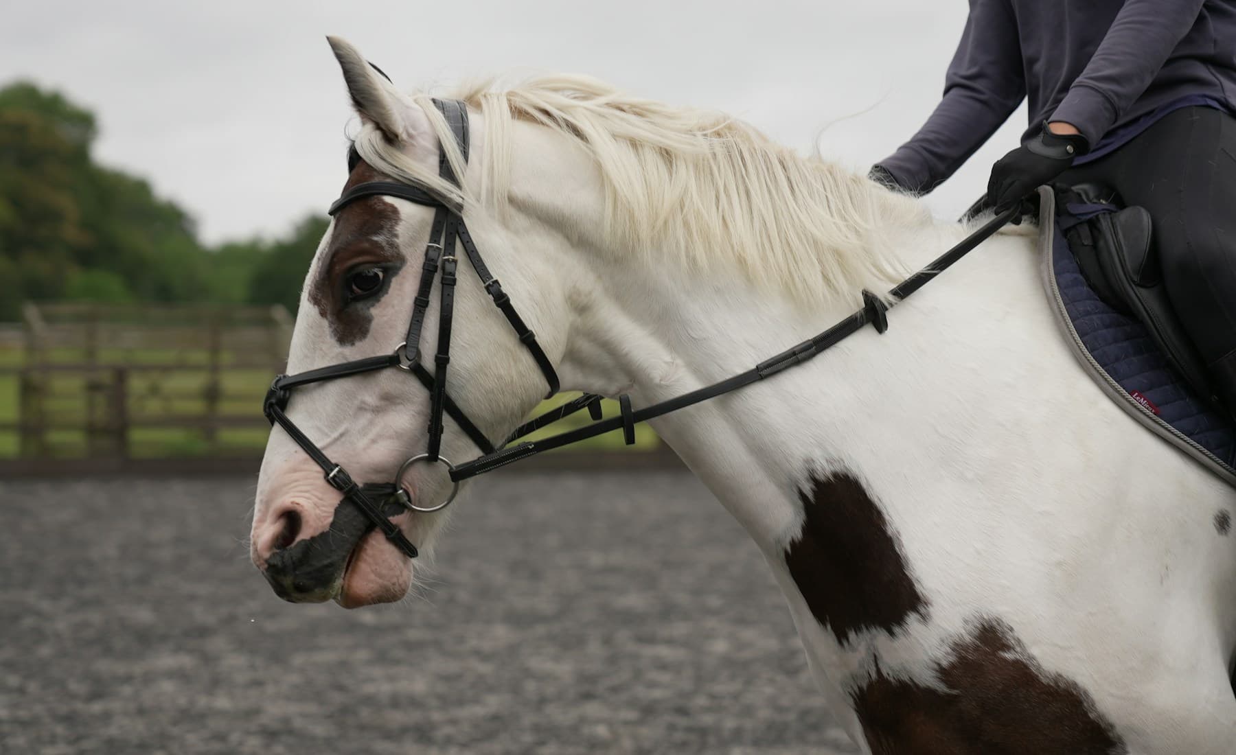 Thoroughbred — Thoroughbred at full gallop
