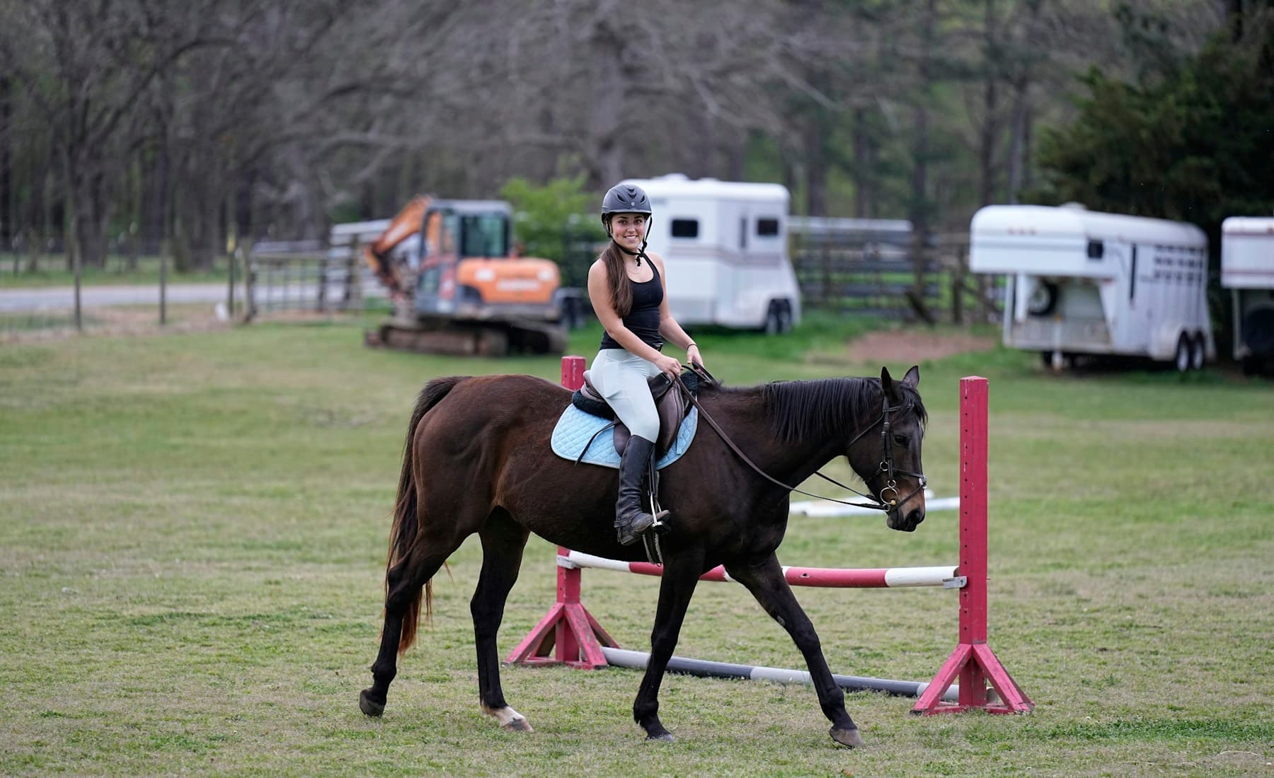 Thoroughbred — Thoroughbred in pasture